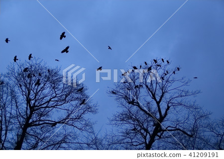 A crow's crow at dusk 41209191