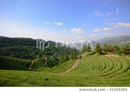 Boseong tea field 41209260