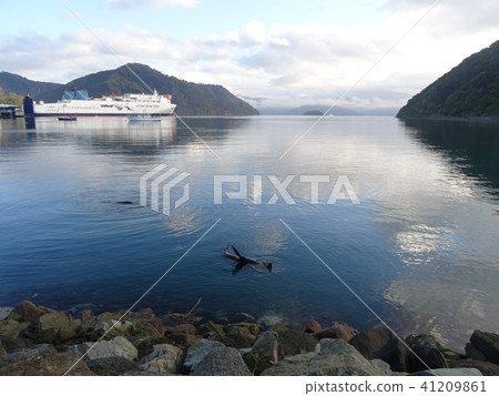 Wild sea lions Wild sea lions 41209861