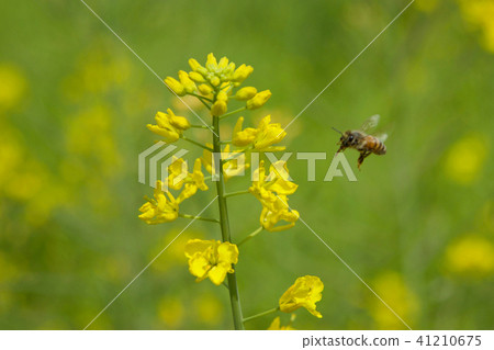強姦鮮花和蜜蜂 41210675