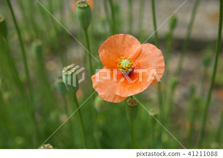 Nagami hinagishi 41211088