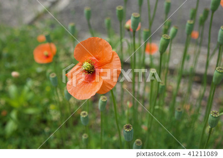 Nagami hinagishi 41211089