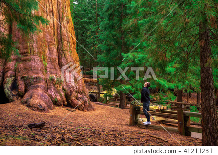 Tourist looks up at a giant sequoia tree Tourist looks up at a giant sequoia tree 41211231