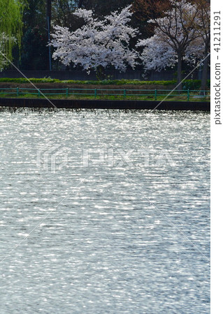 北山的艾克公園（新潟縣） 41211291