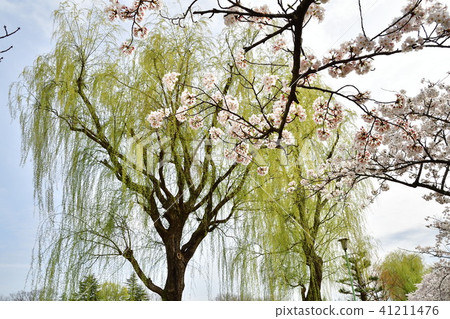 Yanagi and cherry blossoms image Yanagi and cherry blossoms image 41211476