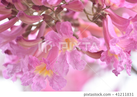 理想的花朵 41211831