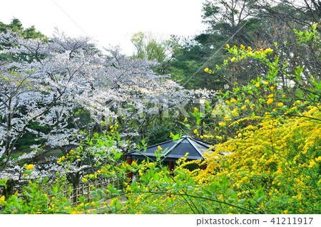 Junichike Park（新潟縣） 41211917