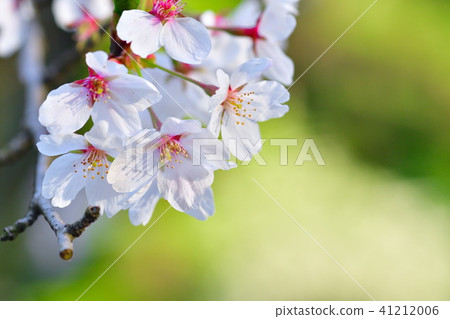 櫻花圖像 41212006