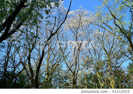 Junichike Park（新潟縣） 41212035