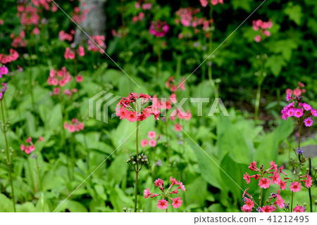 粳稻報春 41212495