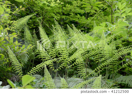 Fern pattern 41212500