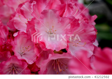 Rhododendron Rhododendron 41212502