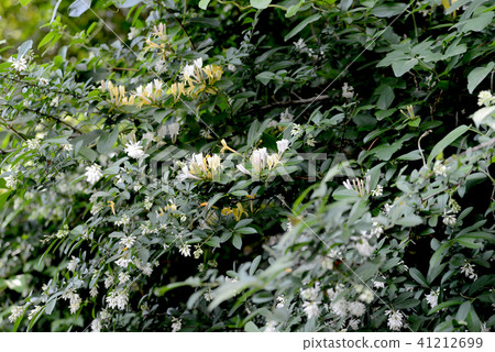 Honeysuckle 41212699