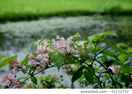 Weigela 41212732