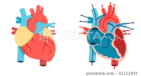 Human heart and Blood flow 41212935