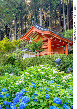 Mimuroto寺的繡球花 Mimuroto寺的繡球花 41213002