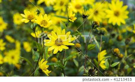 Common Ragwort Senecio jacobaea - beautiful yellow flower closeup macro 41213453
