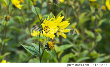 Common Ragwort Senecio jacobaea - beautiful yellow flower closeup macro Common Ragwort Senecio jacobaea - beautiful yellow flower closeup macro 41213454