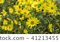 Common Ragwort Senecio jacobaea - beautiful yellow flower closeup macro 41213455