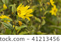 Common Ragwort Senecio jacobaea - beautiful yellow flower closeup macro 41213456