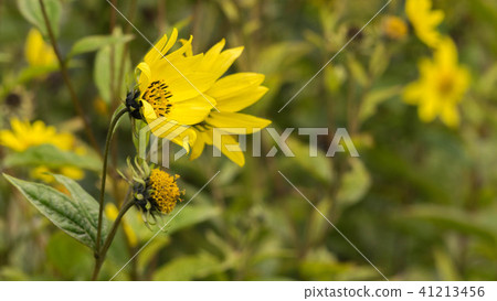 Common Ragwort Senecio jacobaea - beautiful yellow flower closeup macro Common Ragwort Senecio jacobaea - beautiful yellow flower closeup macro 41213456