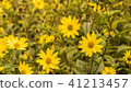Common Ragwort Senecio jacobaea - beautiful yellow flower closeup macro 41213457