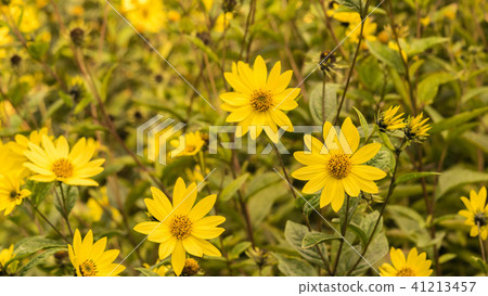 Common Ragwort Senecio jacobaea - beautiful yellow flower closeup macro 41213457
