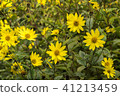 Common Ragwort Senecio jacobaea - beautiful yellow flower closeup macro 41213459