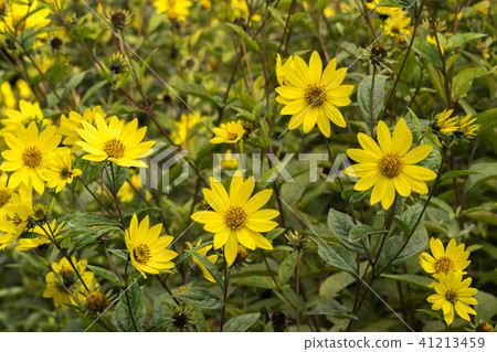 Common Ragwort Senecio jacobaea - beautiful yellow flower closeup macro Common Ragwort Senecio jacobaea - beautiful yellow flower closeup macro 41213459