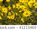 Common Ragwort Senecio jacobaea - beautiful yellow flower closeup macro 41213460