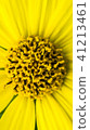 Common Ragwort Senecio jacobaea - beautiful yellow flower closeup macro 41213461