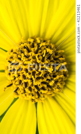 Common Ragwort Senecio jacobaea - beautiful yellow flower closeup macro 41213461