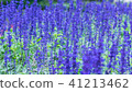 Lavender field, close up of lavdender violet stem. 41213462
