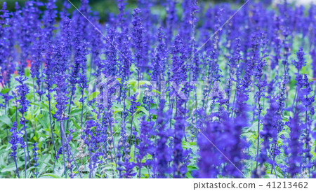 Lavender field, close up of lavdender violet stem. Lavender field, close up of lavdender violet stem. 41213462