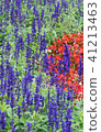 Lavender field, close up of lavdender violet stem. 41213463