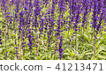 Lavender field, close up of lavdender violet stem. 41213471