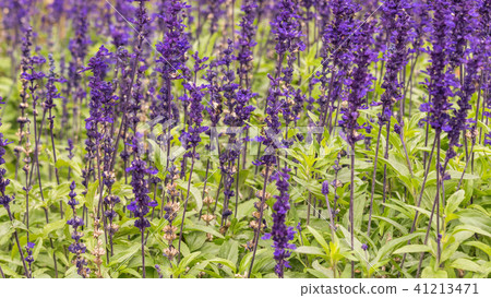 Lavender field, close up of lavdender violet stem. 41213471