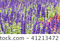 Lavender field, close up of lavdender violet stem. 41213472