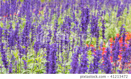 Lavender field, close up of lavdender violet stem. Lavender field, close up of lavdender violet stem. 41213472