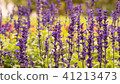 Lavender field, close up of lavdender violet stem. 41213473