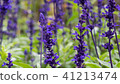 Lavender field, close up of lavdender violet stem. 41213474