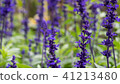 Lavender field, close up of lavdender violet stem. 41213480