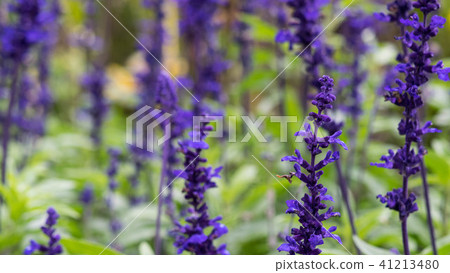 Lavender field, close up of lavdender violet stem. Lavender field, close up of lavdender violet stem. 41213480