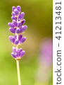 close up of lavdender violet stem. 41213481