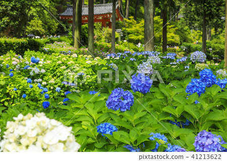 Hydrangea Mi Murotoji 41213622