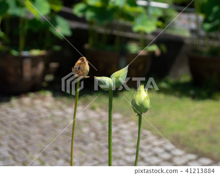 [伊豆之國靜岡縣]罕見的雙頭荷花[植物/蓮花] 41213884