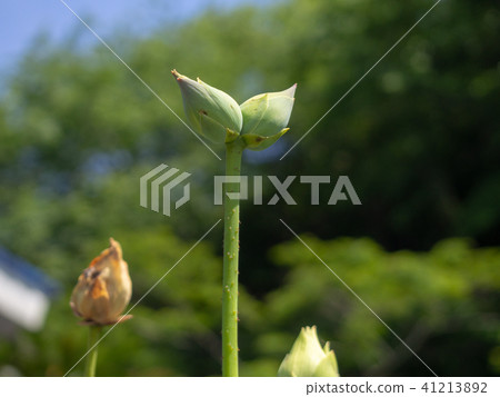 [Shizuoka Prefecture, Izunokuni City] A rare double-headed lotus bud [plant/lotus] 41213892