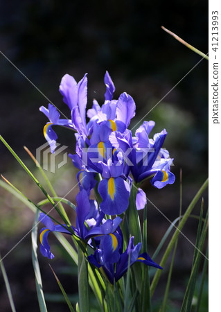 Iris in the morning 41213993