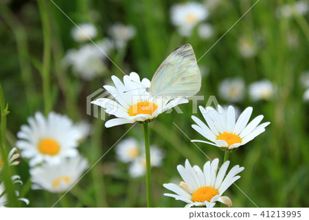 法國演出和monsieur根 法國演出和monsieur根 41213995