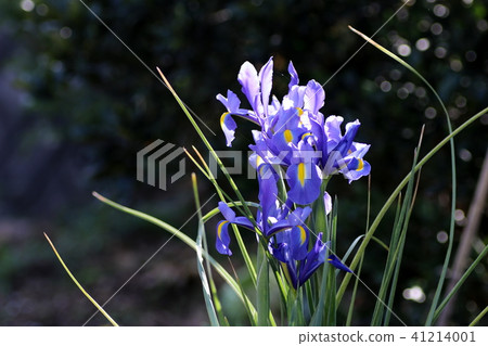 Iris in the morning Iris in the morning 41214001